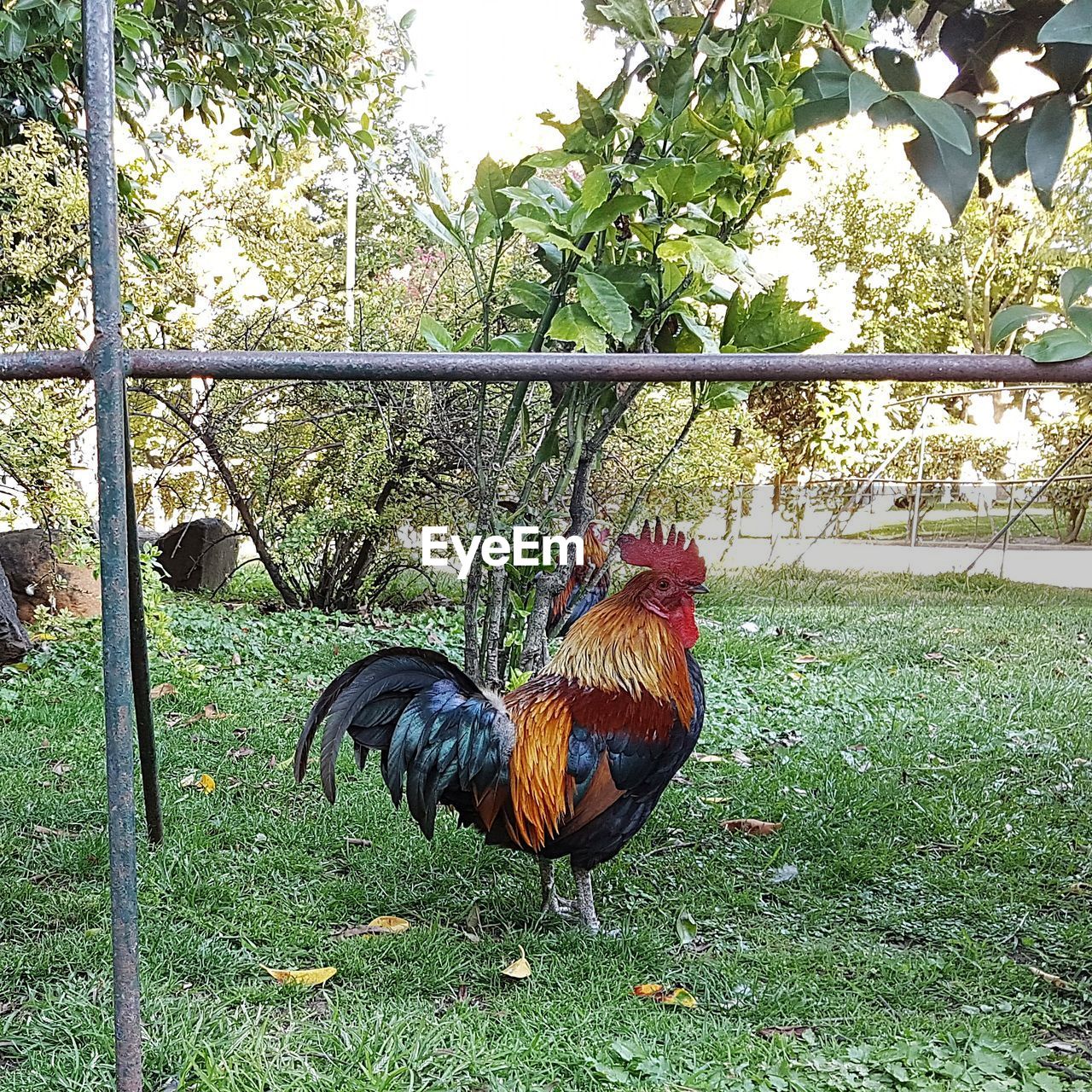 CLOSE-UP OF ROOSTER ON TREE