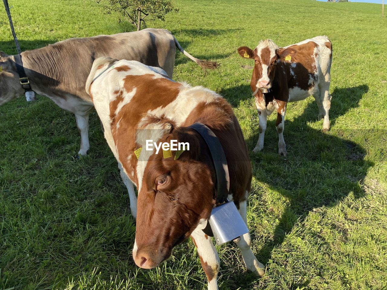 HIGH ANGLE VIEW OF COW ON FIELD