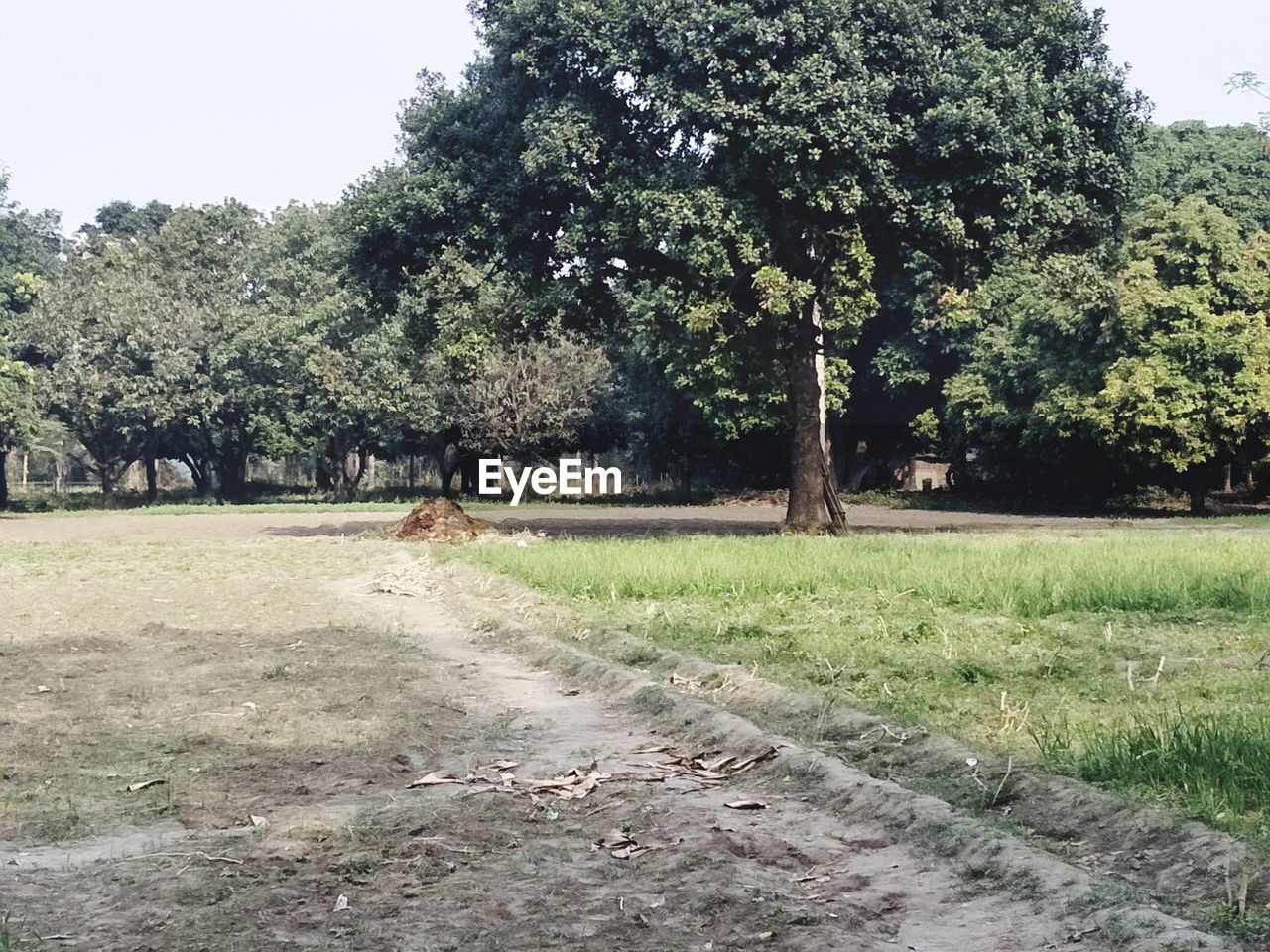 TREES GROWING IN FIELD