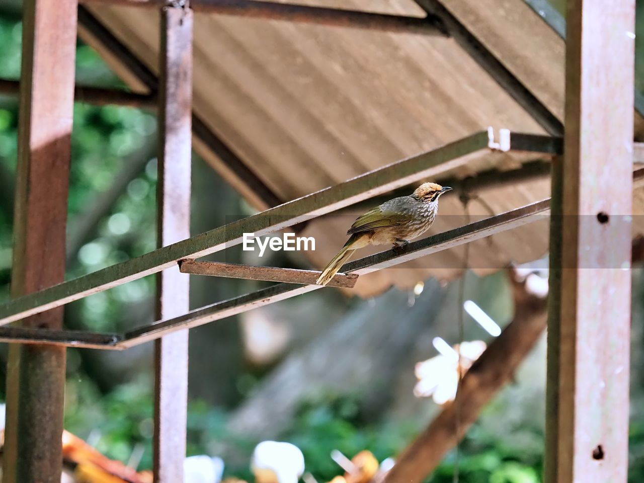 animal themes, animal, bird, animal wildlife, wildlife, one animal, focus on foreground, branch, no people, perching, day, nature, wood, green, outdoors, architecture