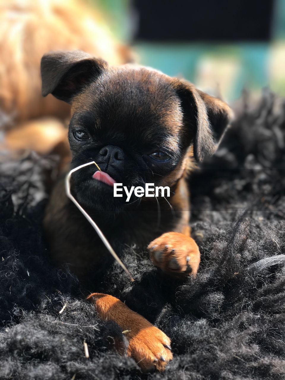 CLOSE-UP PORTRAIT OF DOG