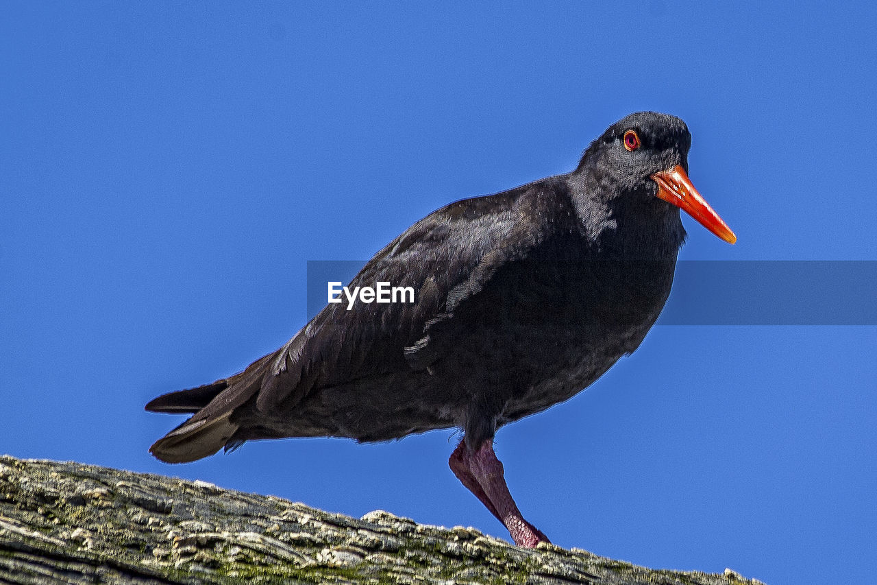 Low angle view of bird perching on roof against clear sky