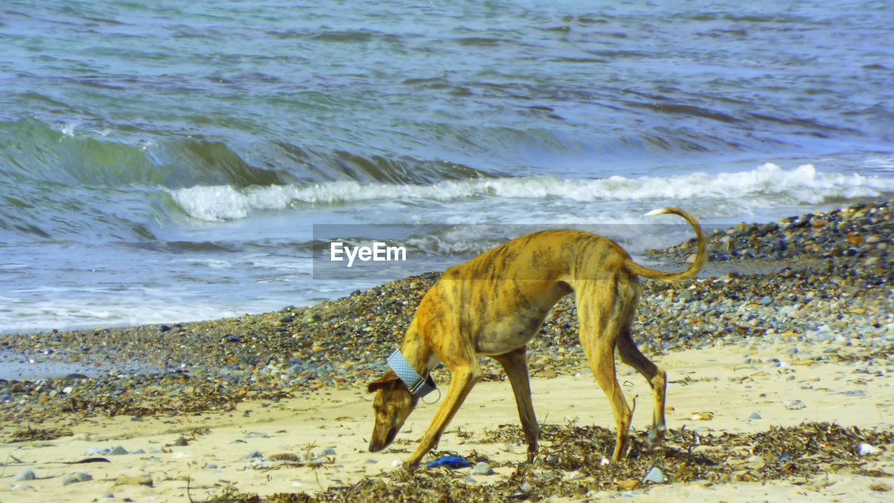 VIEW OF DOGS ON BEACH