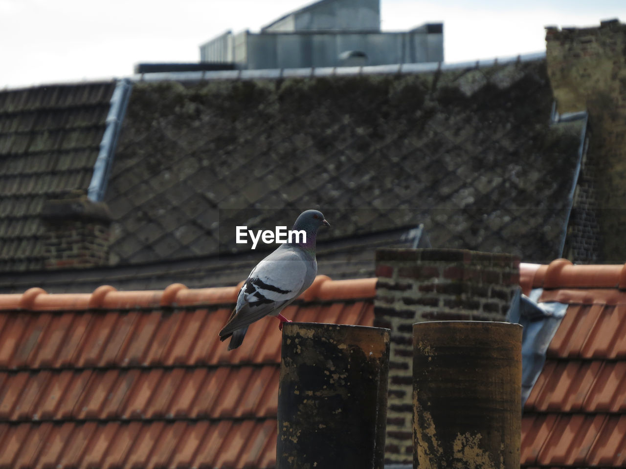Pigeon perching on smoke stack