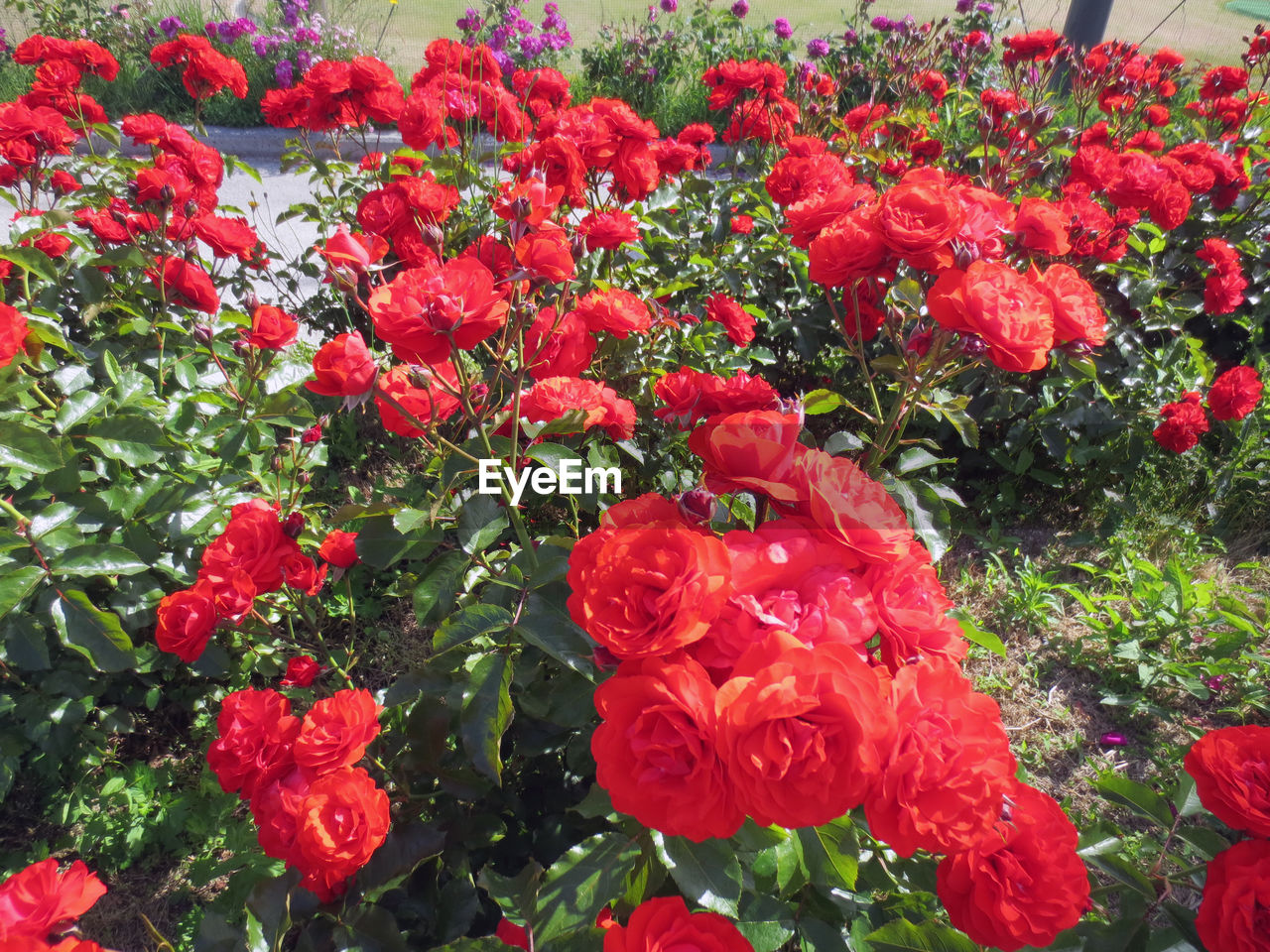 RED POPPIES BLOOMING IN SPRING