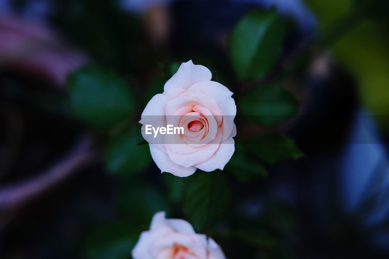 Close-up of pink rose