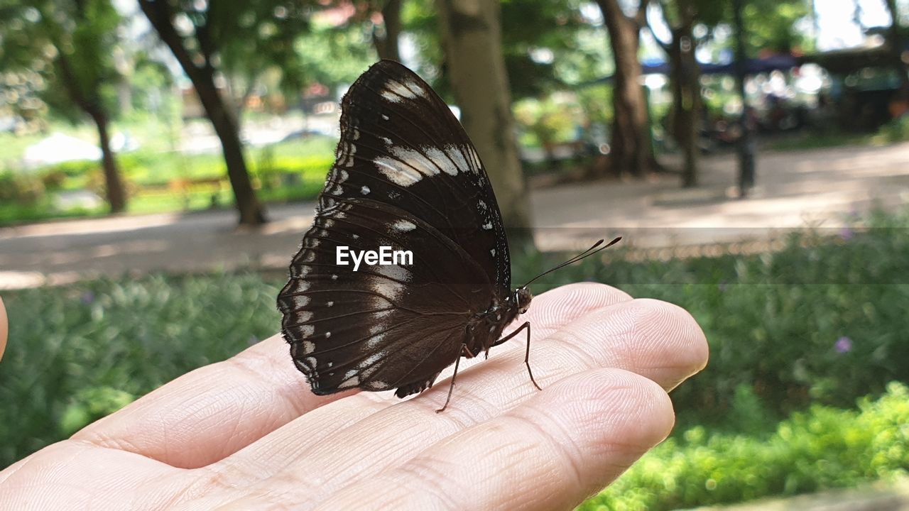 CLOSE-UP OF BUTTERFLY ON HAND HOLDING LEAF