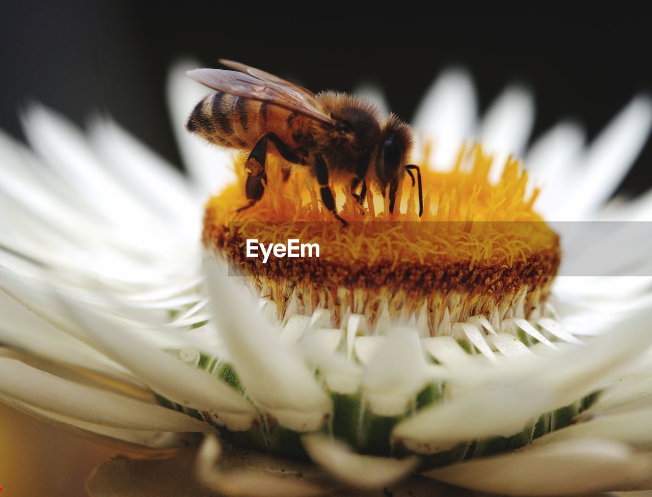 CLOSE-UP OF INSECT POLLINATING ON FLOWER