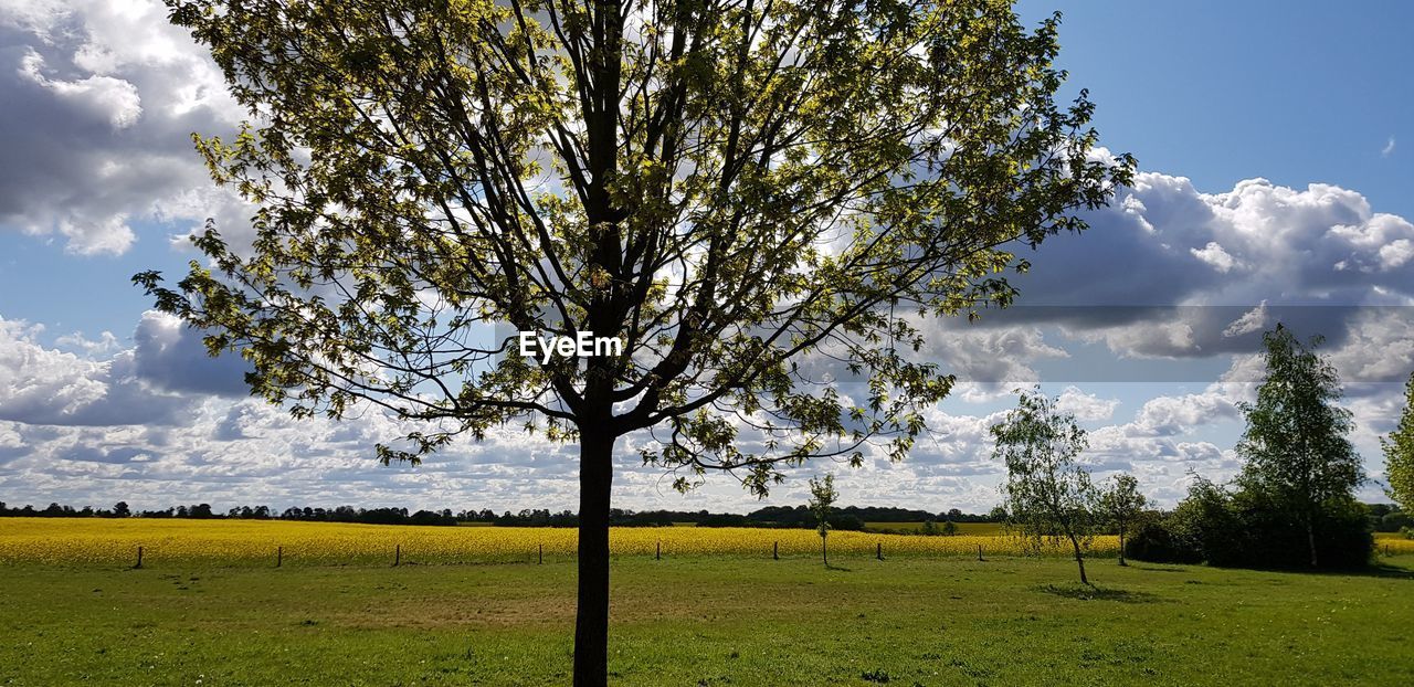 VIEW OF TREES ON FIELD AGAINST SKY