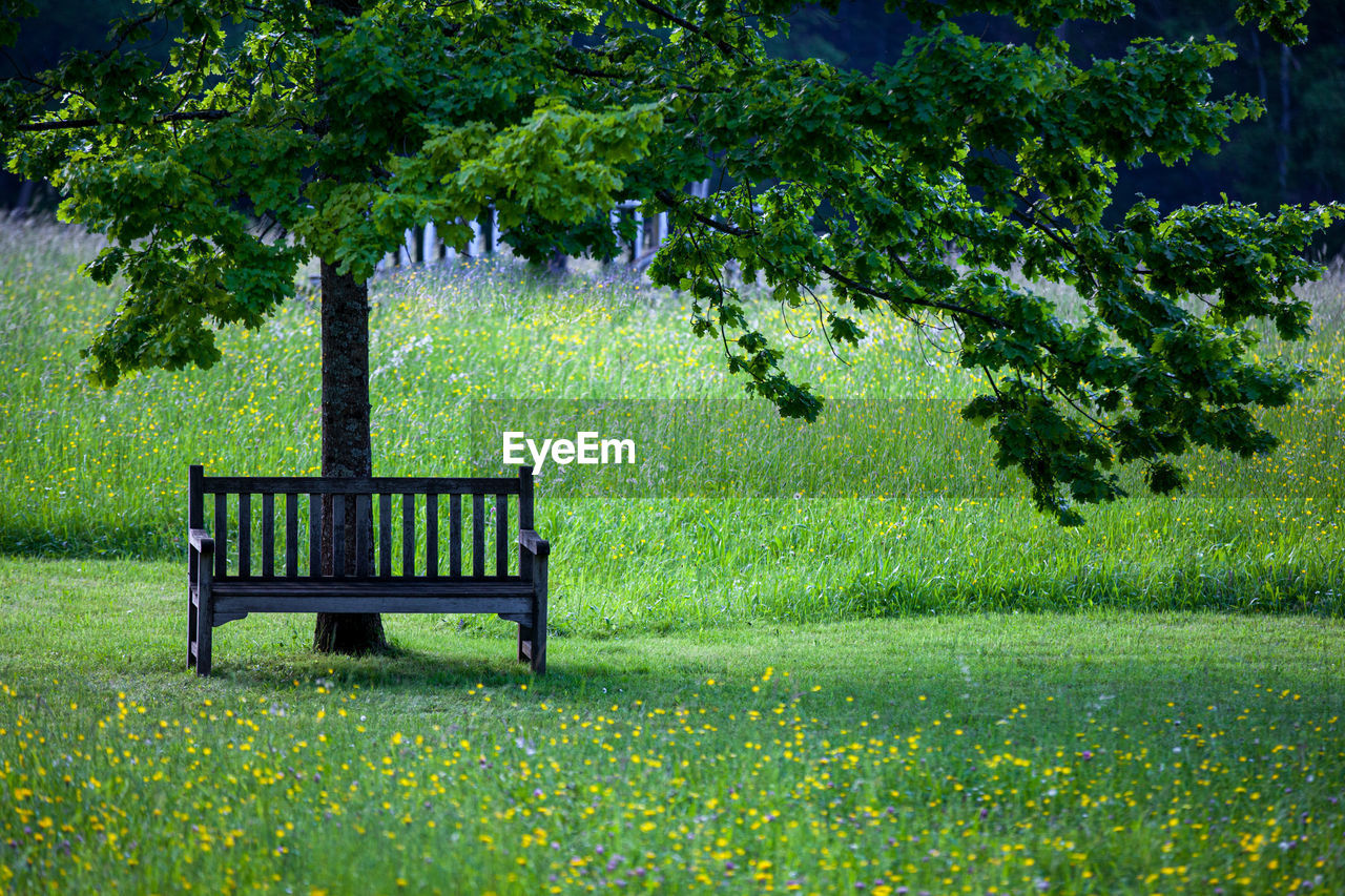 Bench in park