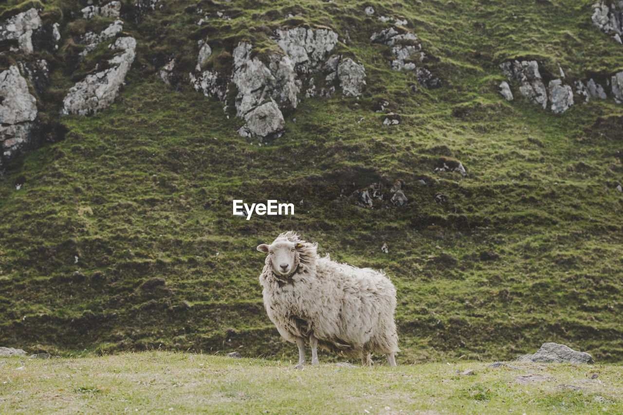 PORTRAIT OF SHEEP STANDING ON ROCKS