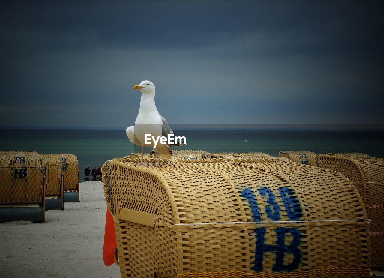 SEAGULL ON BEACH AGAINST SKY