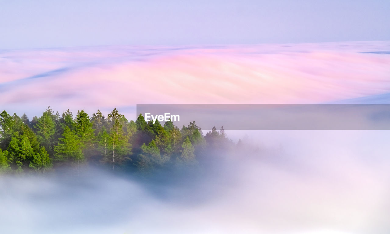 Scenic view of trees against sky during sunset