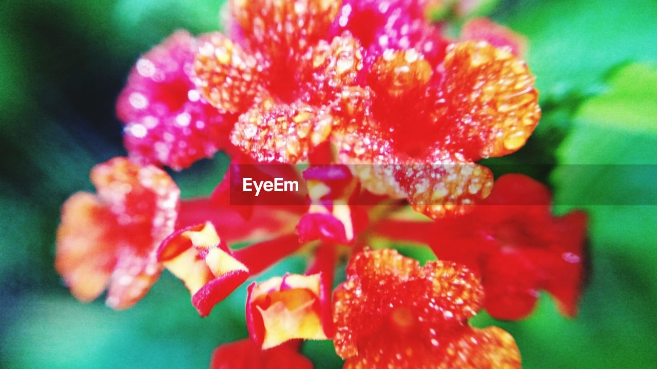 CLOSE-UP OF RED FLOWERS