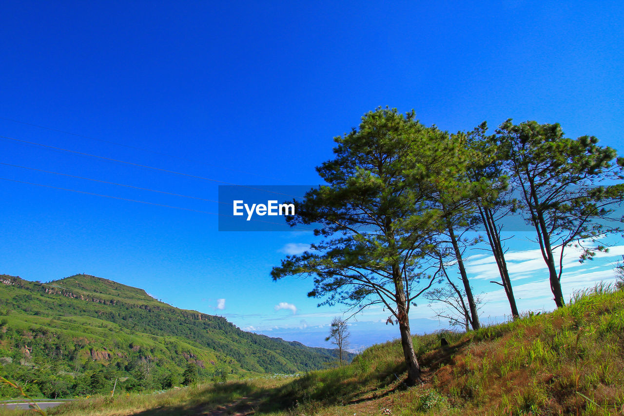 TREE ON LANDSCAPE AGAINST CLEAR BLUE SKY