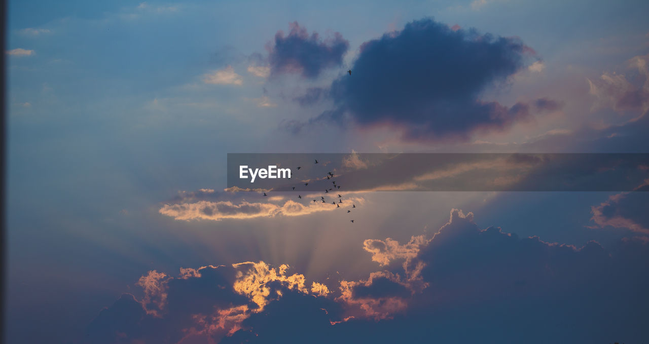 Low angle view of birds flying in sky