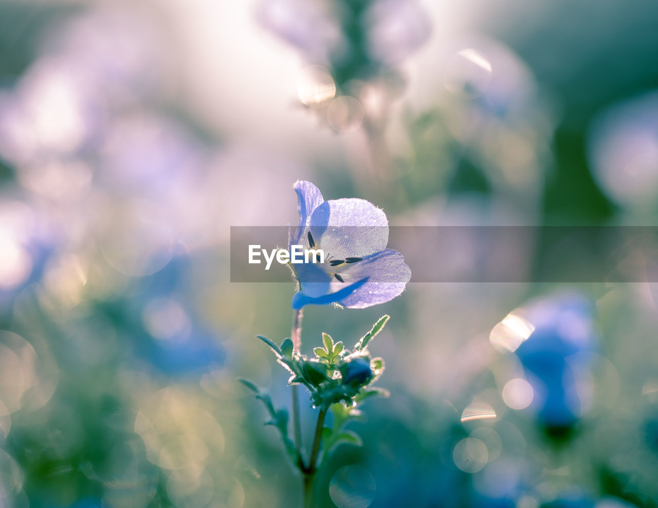 Close-up of purple flowering plant