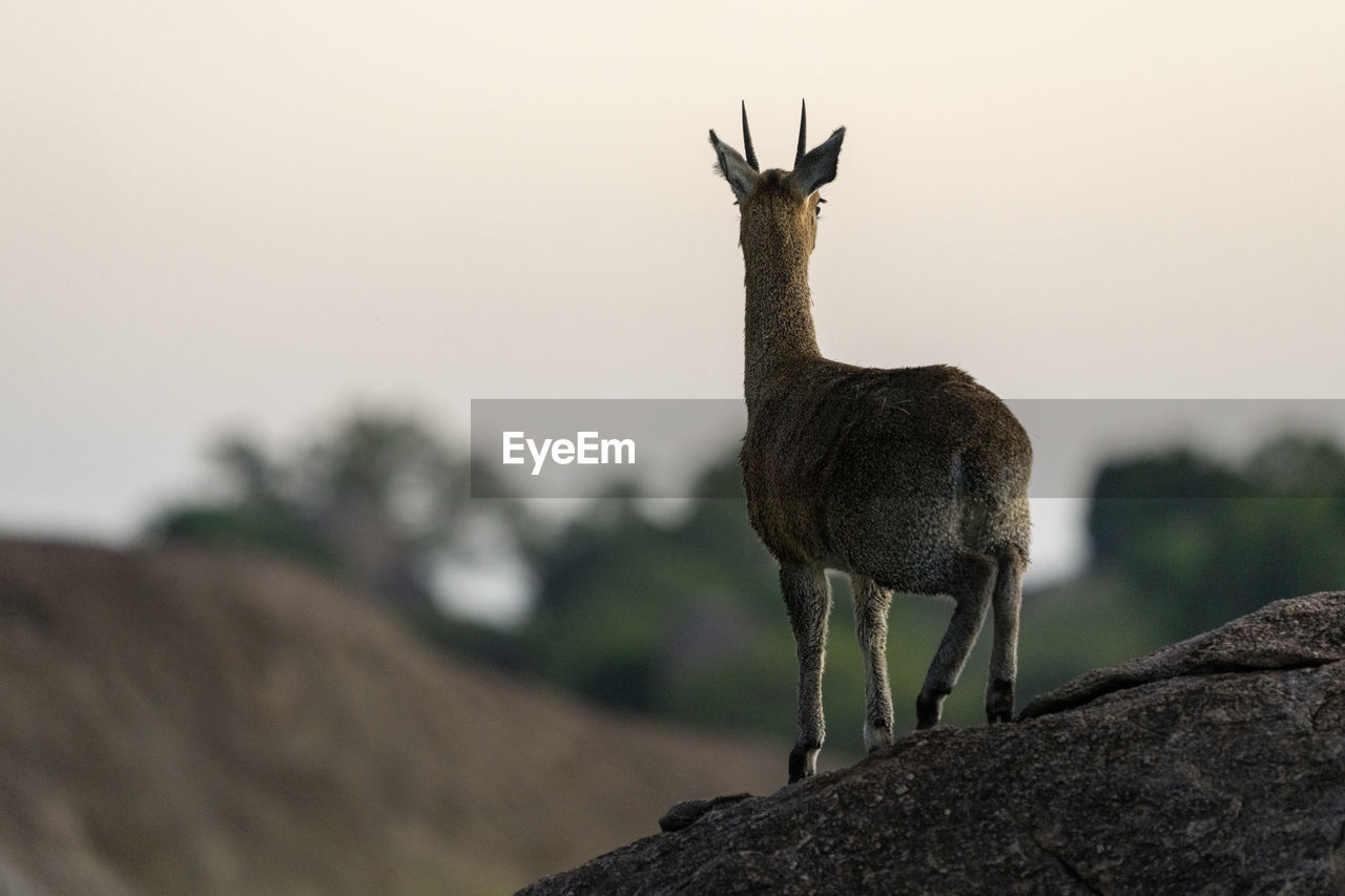 An antelope watches the surroundings from a rock