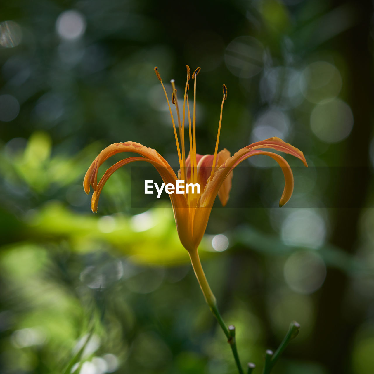 Close-up of flower growing in garden