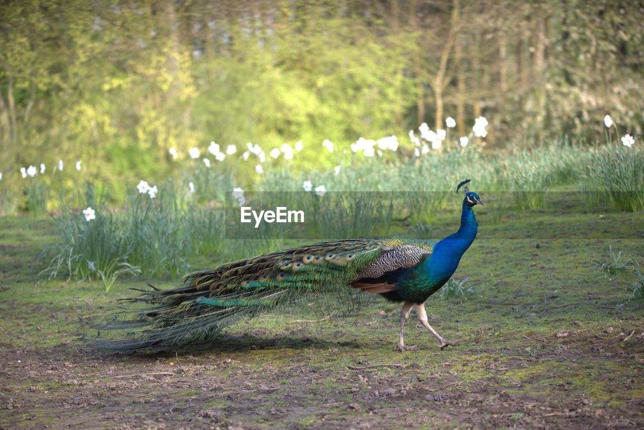 VIEW OF PEACOCK ON FIELD