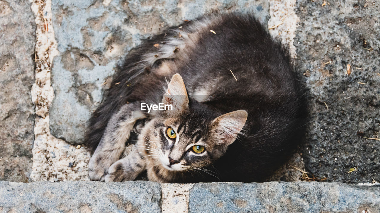 CLOSE-UP OF A CAT LOOKING AWAY