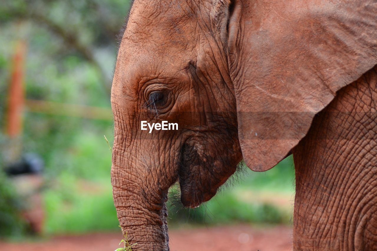 CLOSE-UP OF ELEPHANT STANDING