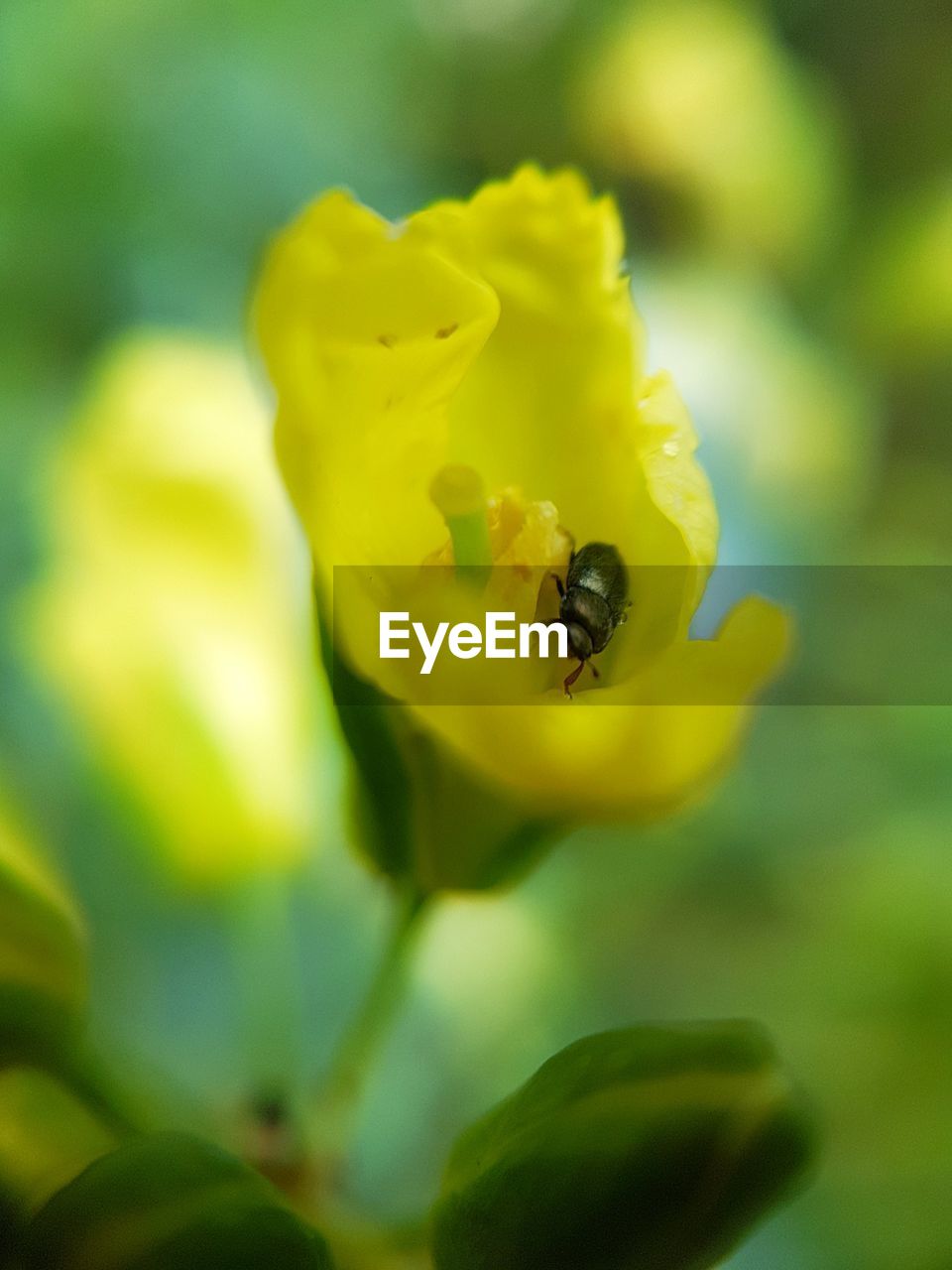 BEE POLLINATING ON YELLOW FLOWER