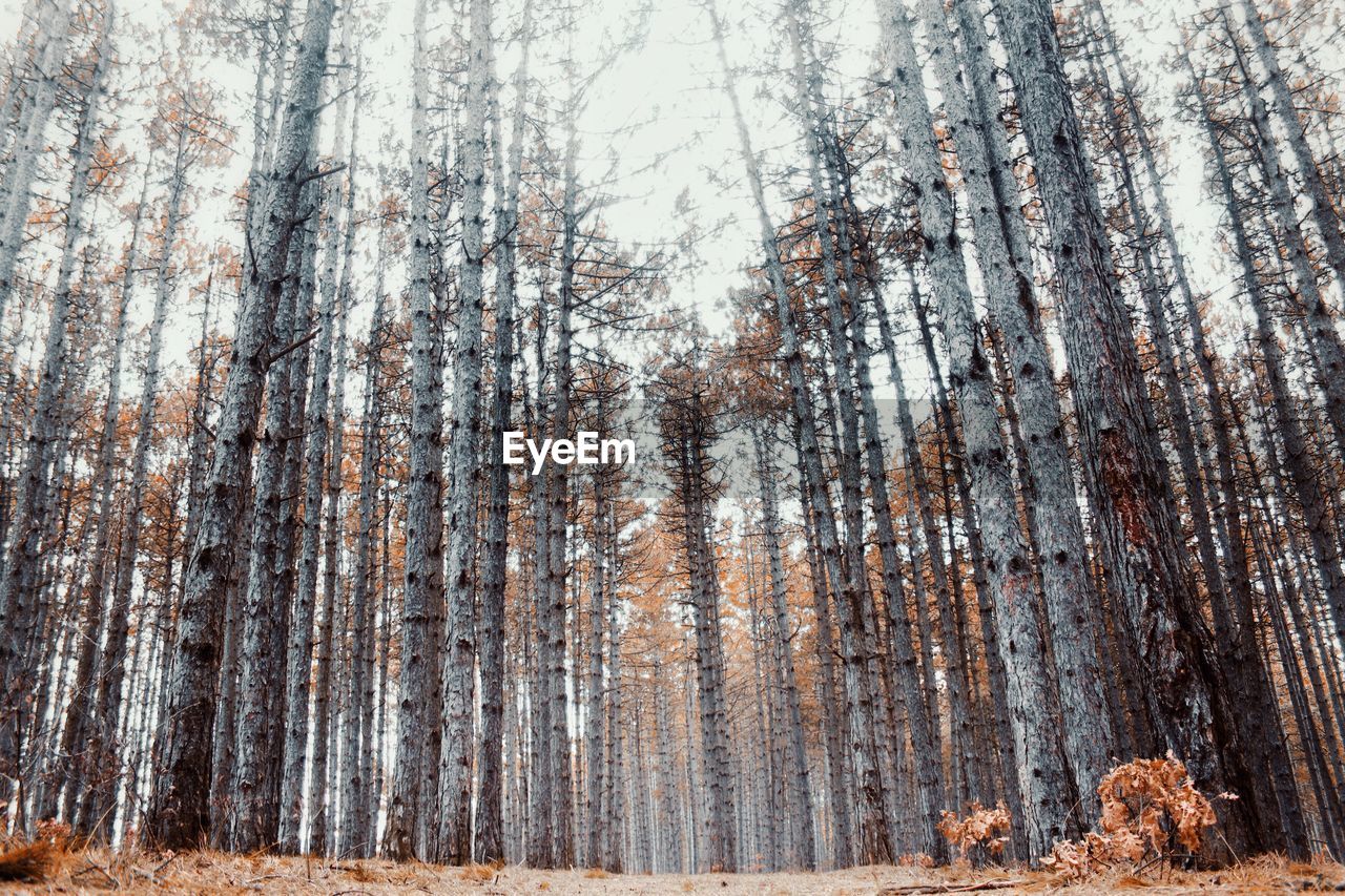 Pine trees in forest during winter