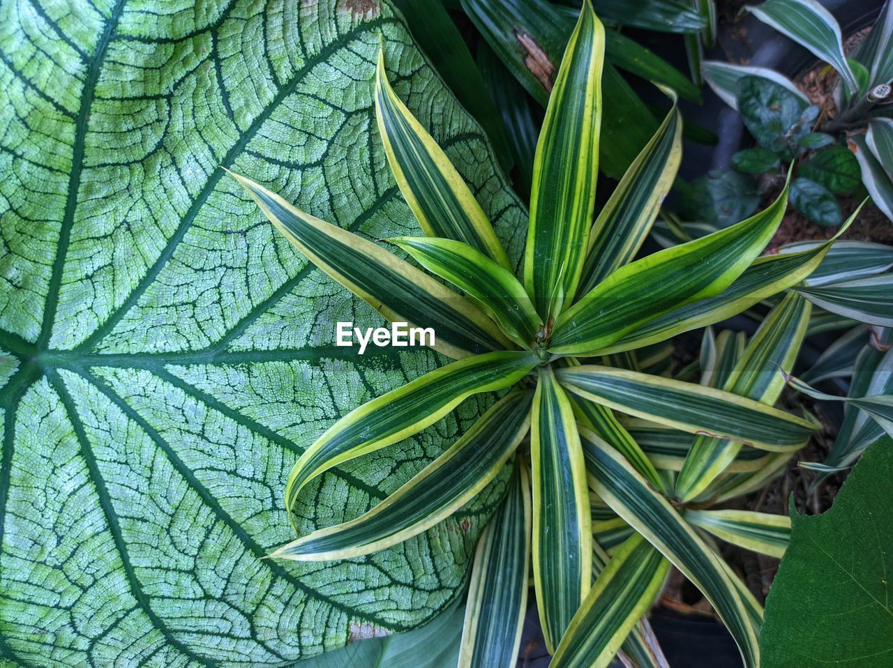 leaf, plant part, green, plant, growth, nature, flower, no people, beauty in nature, close-up, full frame, backgrounds, day, outdoors, food and drink, freshness, food, high angle view, healthcare and medicine, leaf vein, medicine