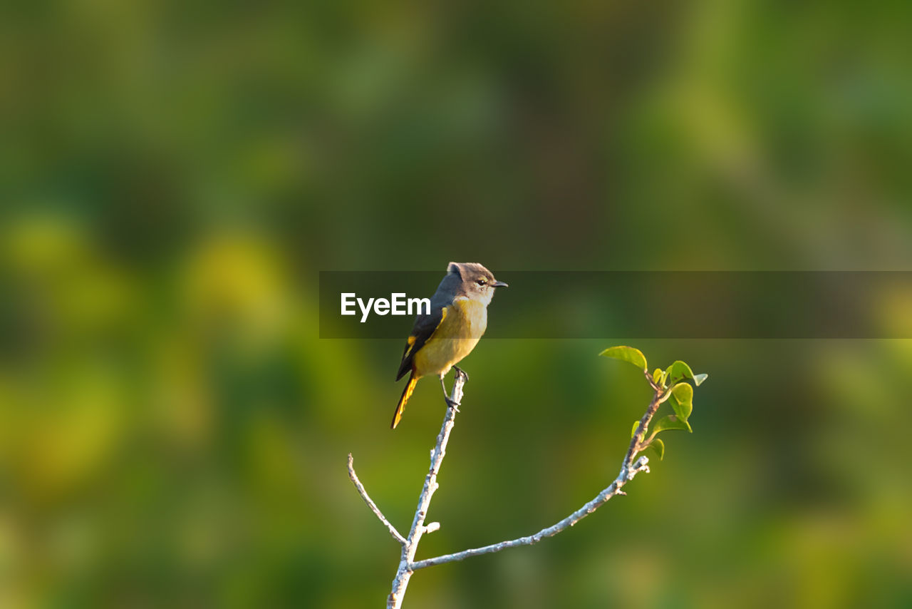 Close-up of bird perching on a plant