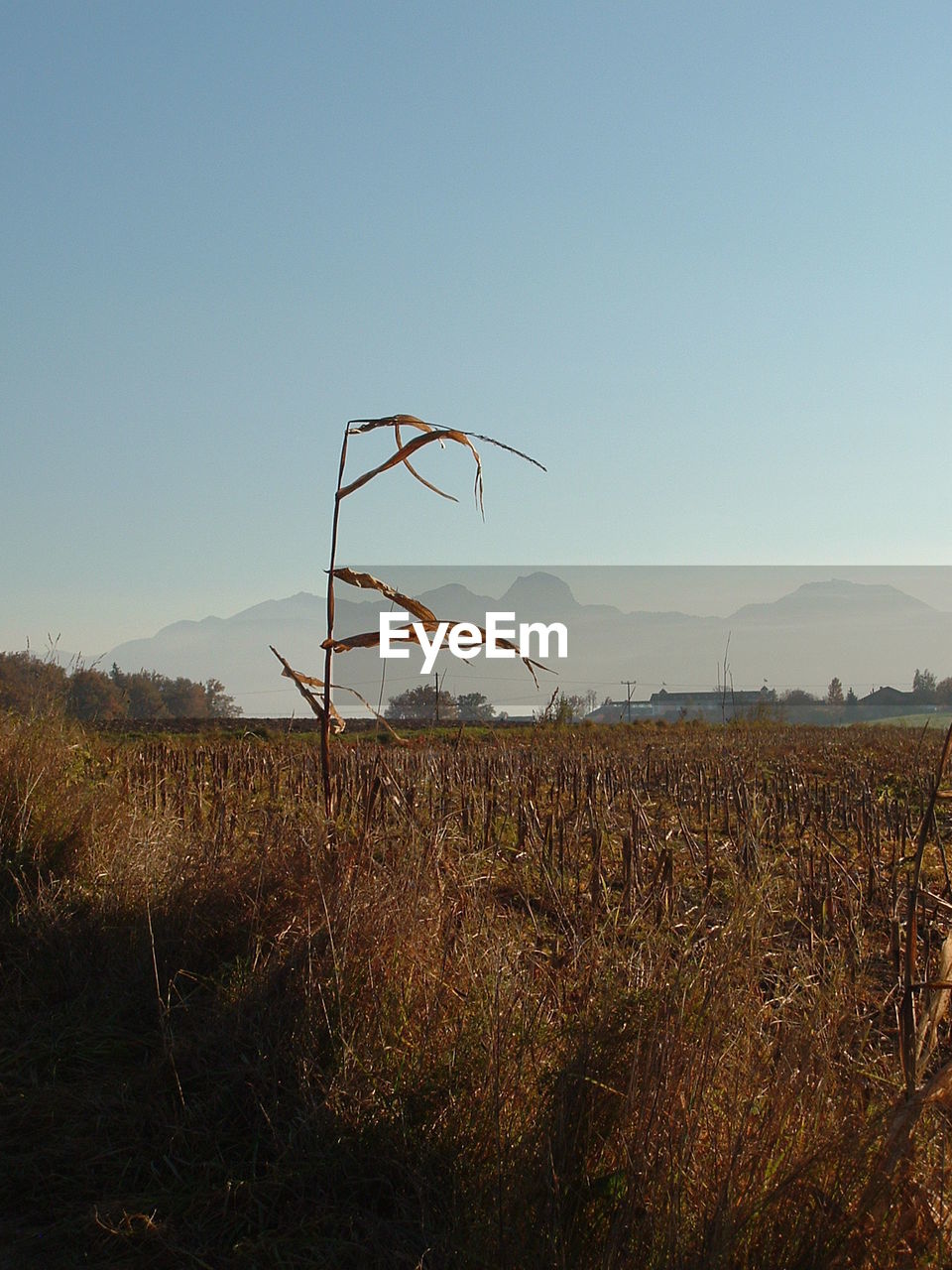 VIEW OF FIELD AGAINST CLEAR SKY