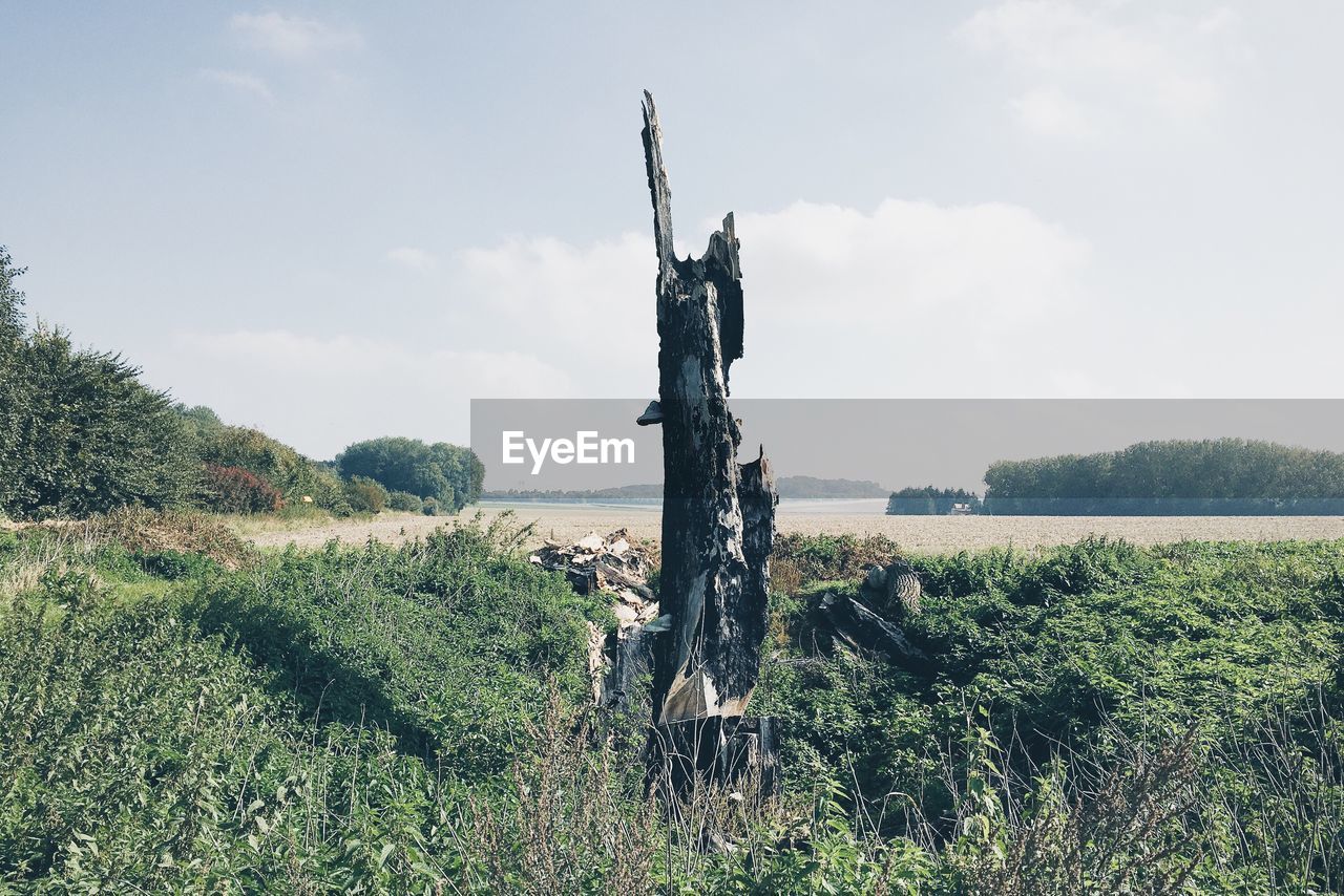 Driftwood amidst grass against sky