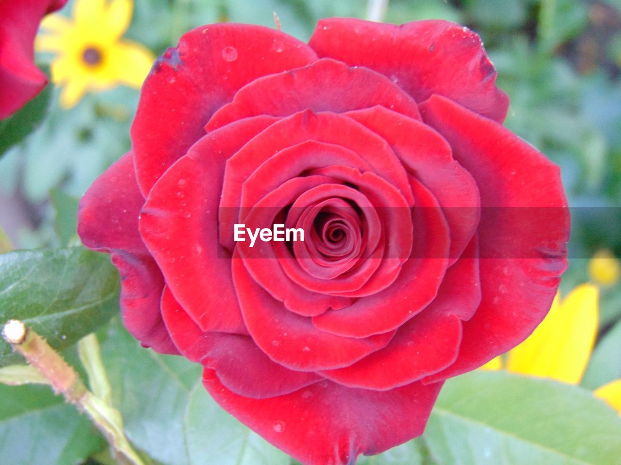 Close-up of water drops on rose