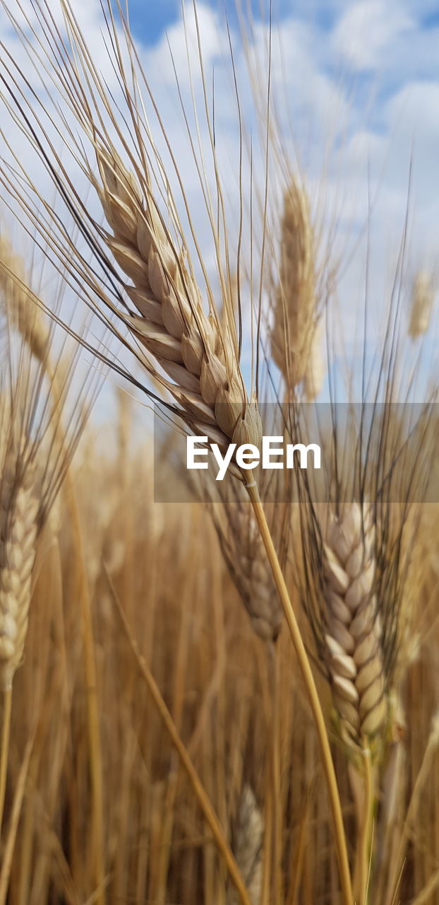 Close-up of wheat growing on field