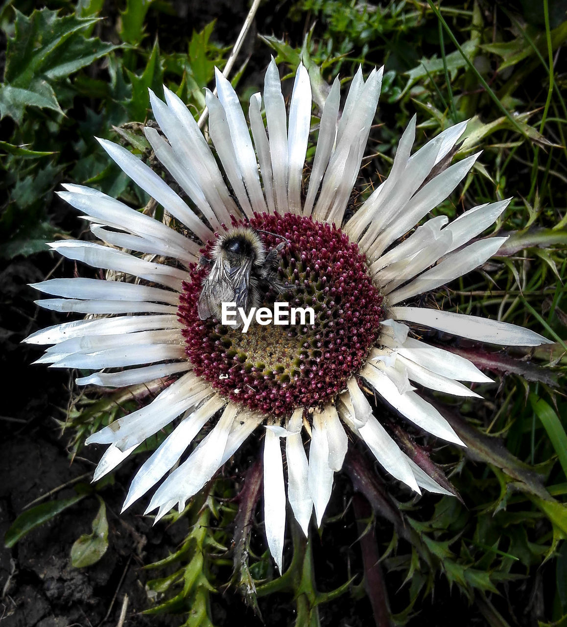 Close-up of daisy flower