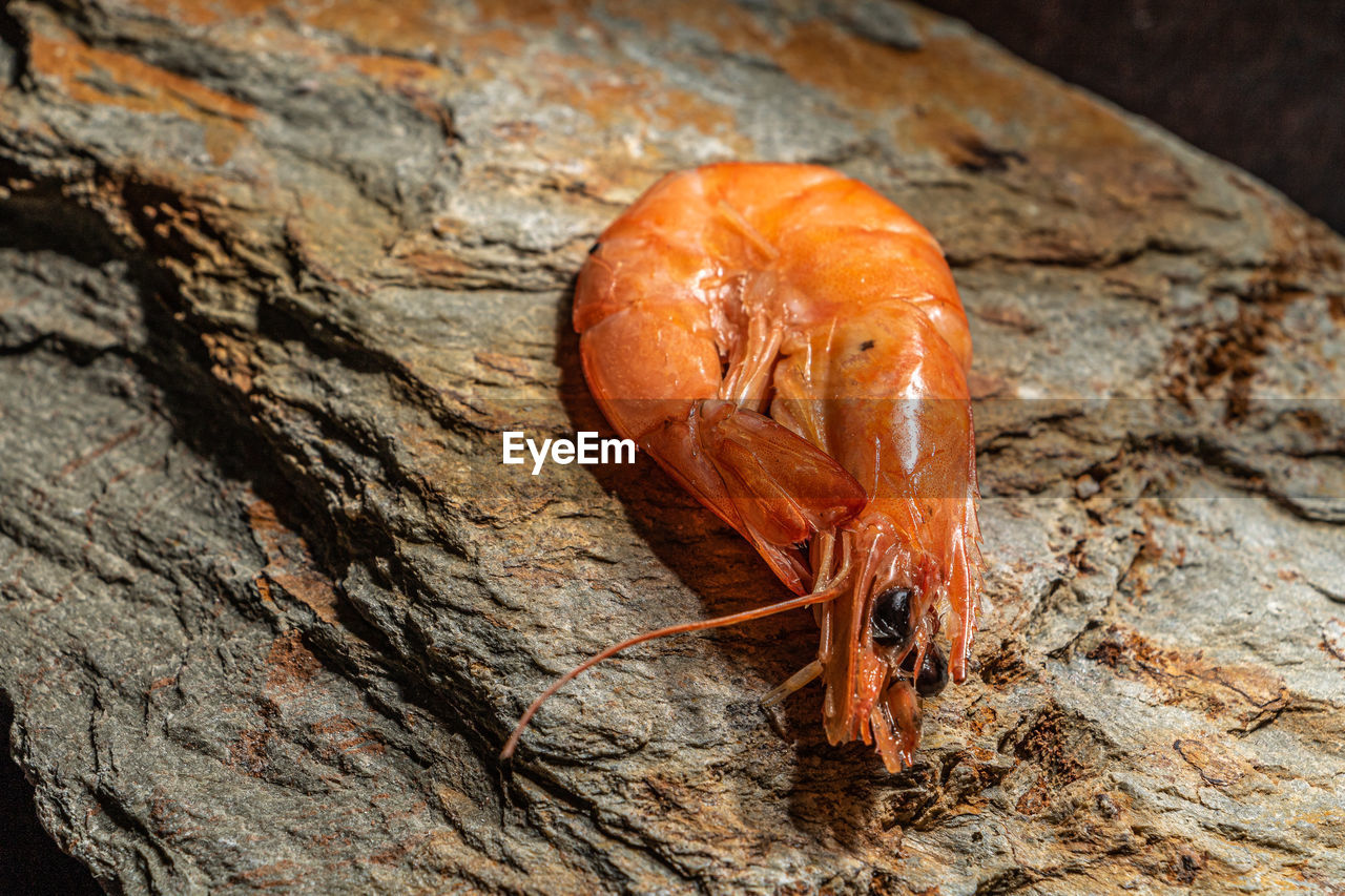 close-up of snail on tree trunk