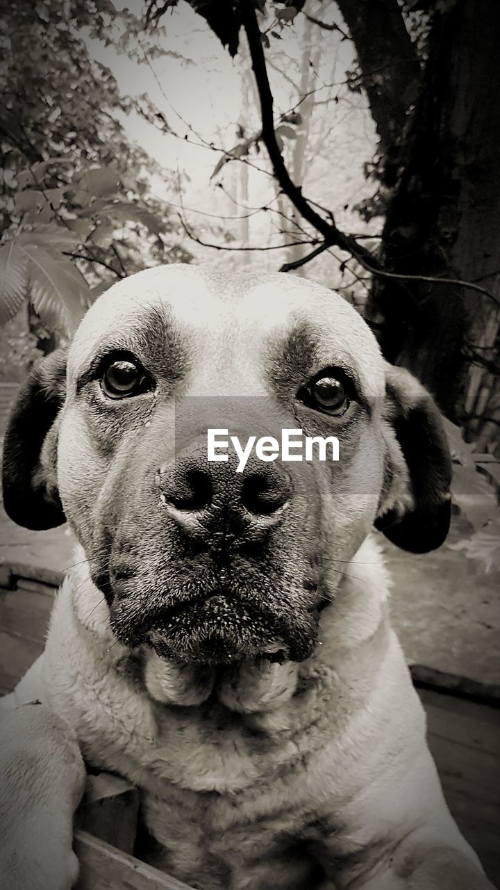 CLOSE-UP PORTRAIT OF DOG IN TREE