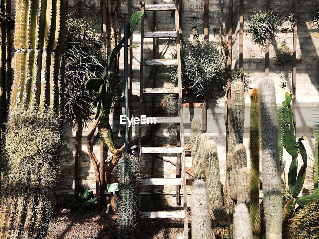 Ladder and cactus plants in greenhouse on a sunny day