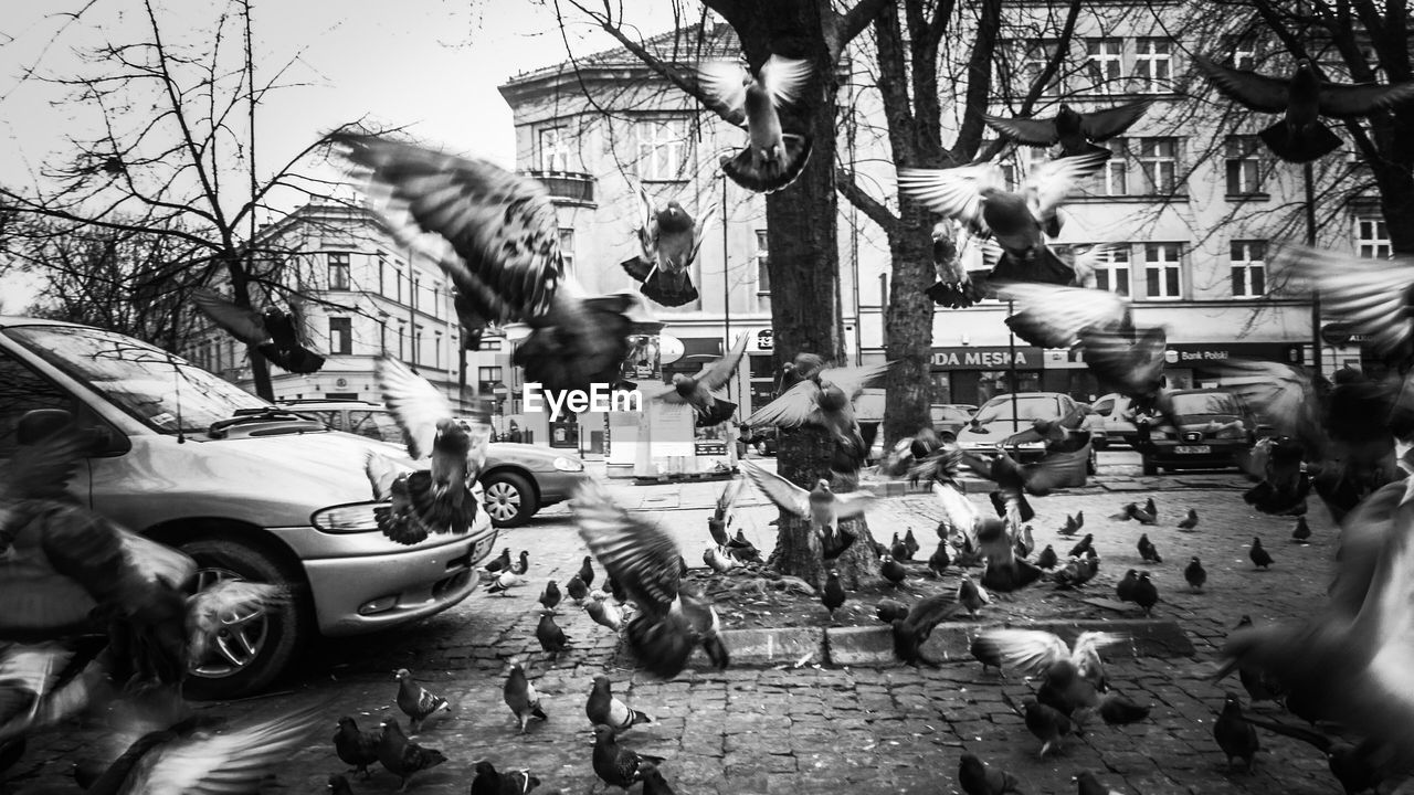 Pigeons flying over city street