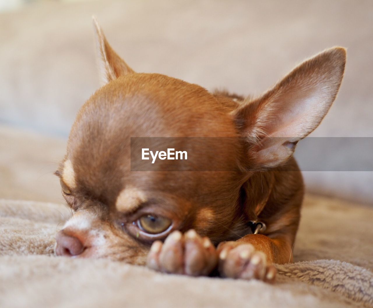 Chihuahua relaxing on bed at home