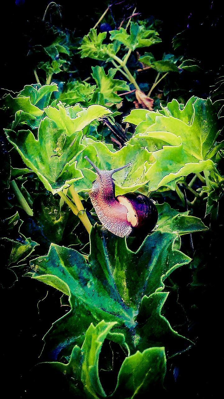 Close-up of snail on plants