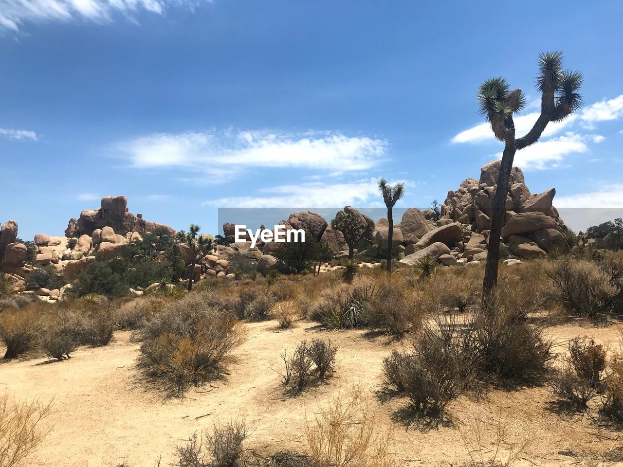 PANORAMIC VIEW OF TREES ON DESERT AGAINST SKY