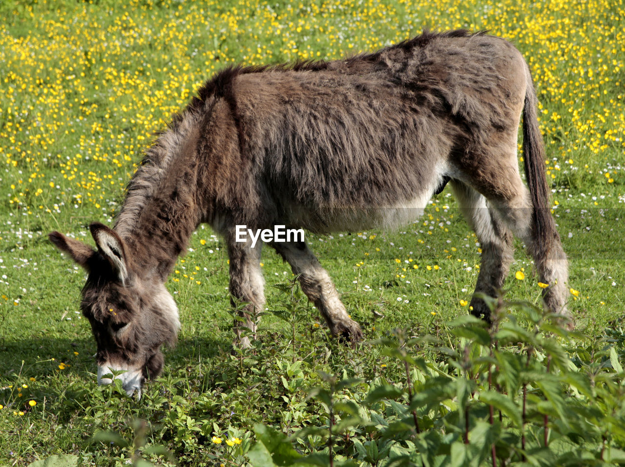 Muli in a field