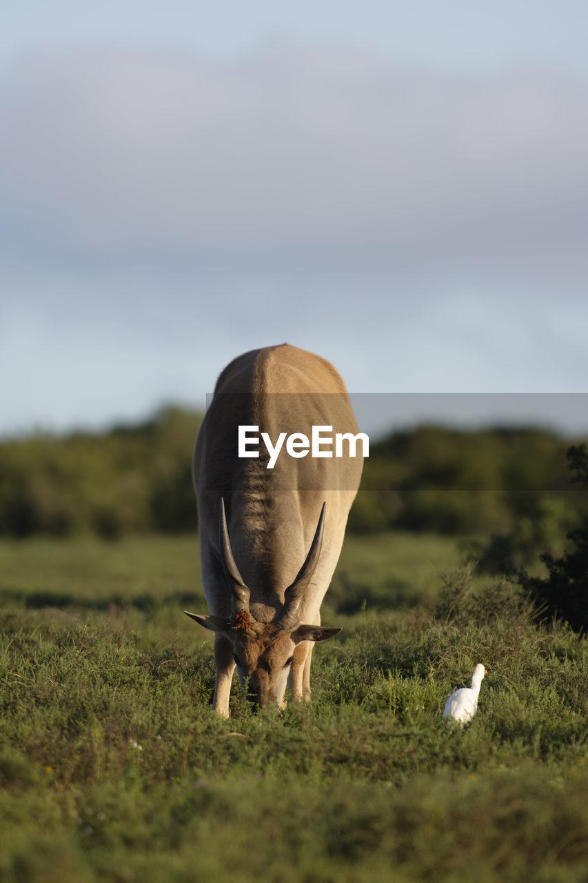 Animal grazing on field against sky