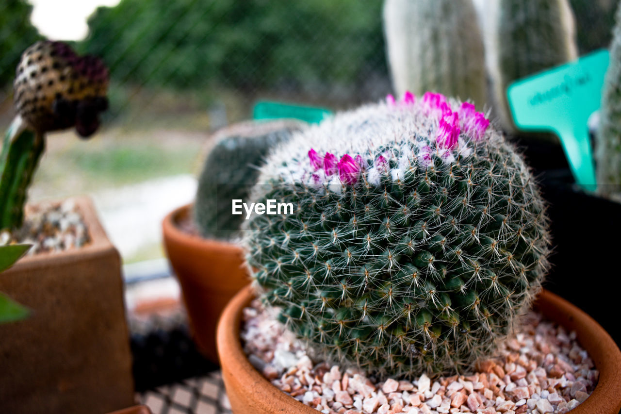 Close-up of potted cactus plant