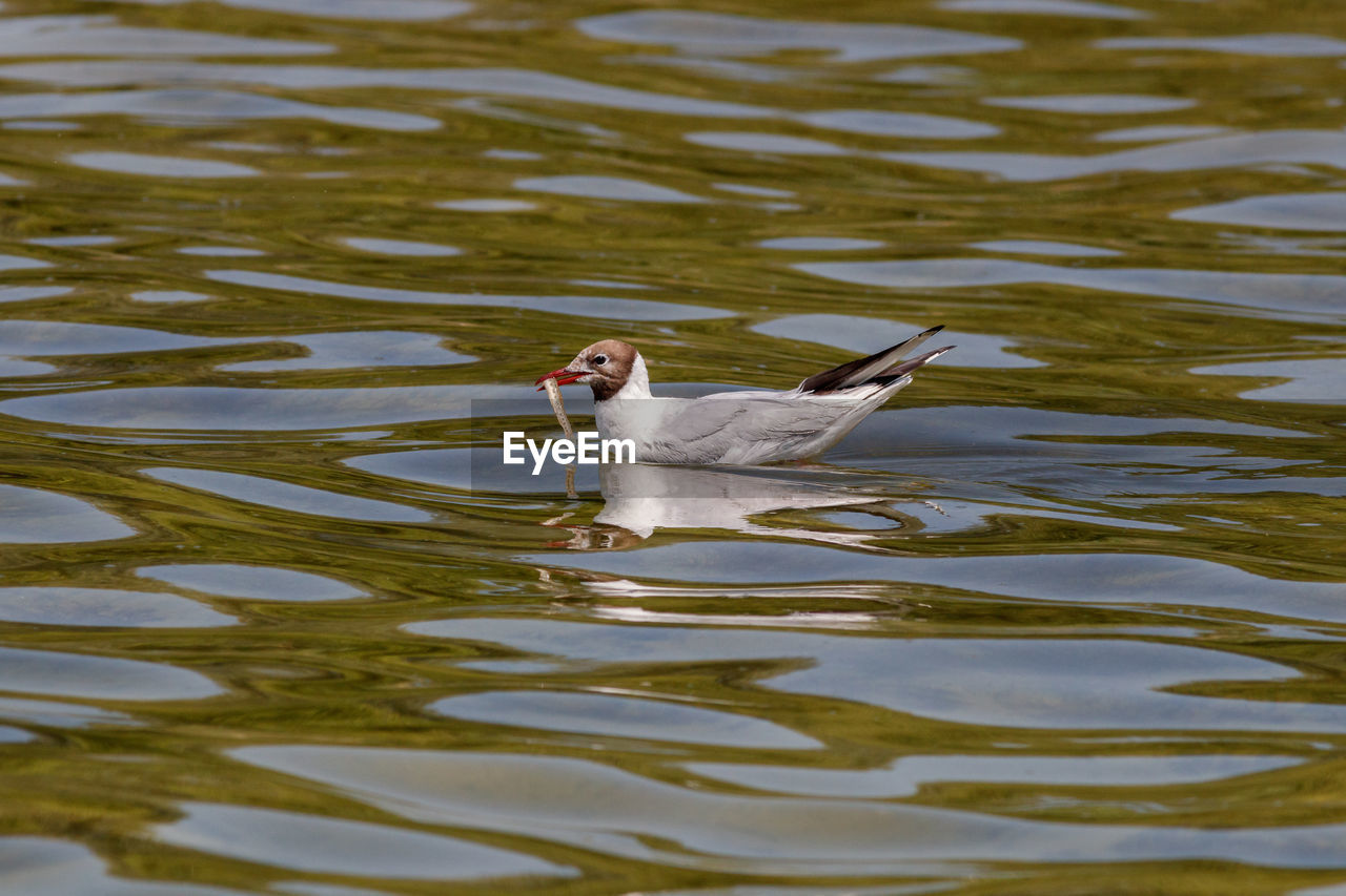 HIGH ANGLE VIEW OF BIRD SWIMMING ON LAKE