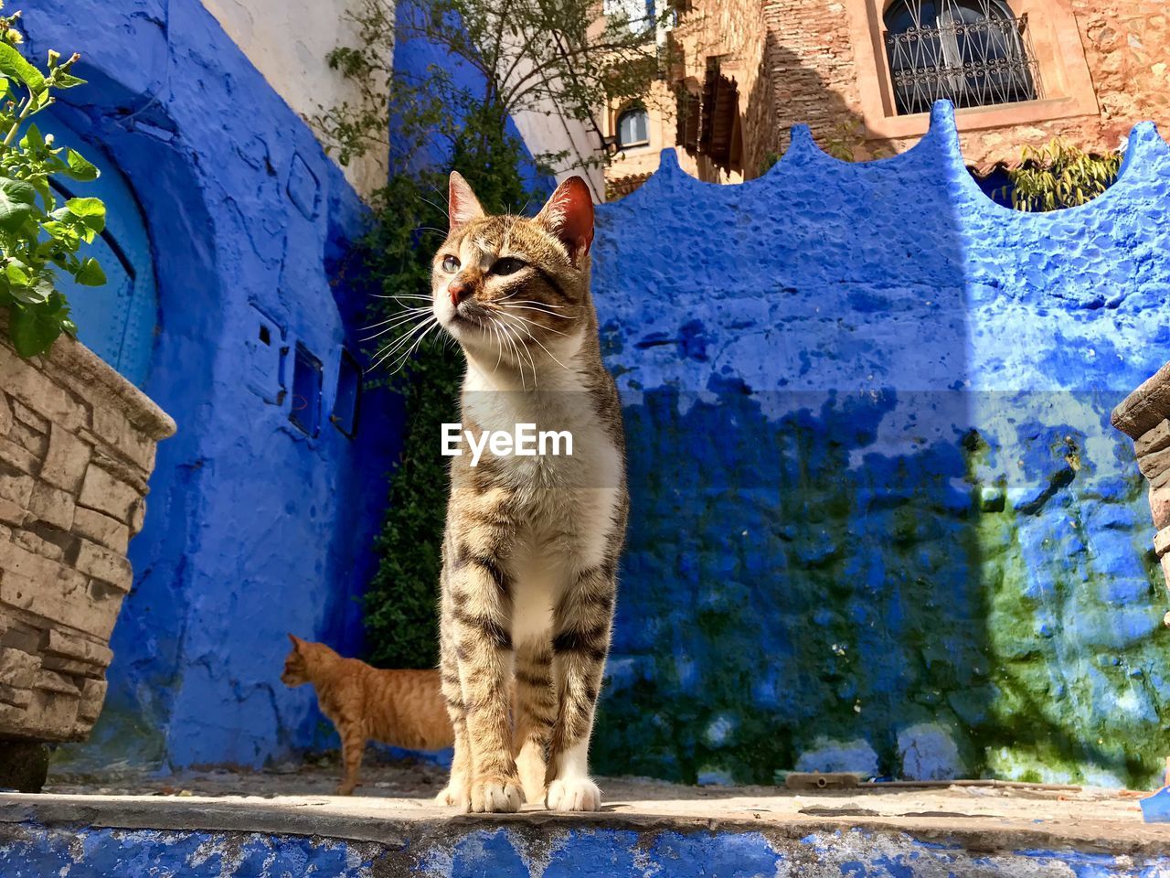 CAT LOOKING AWAY WHILE SITTING ON WALL OUTDOORS