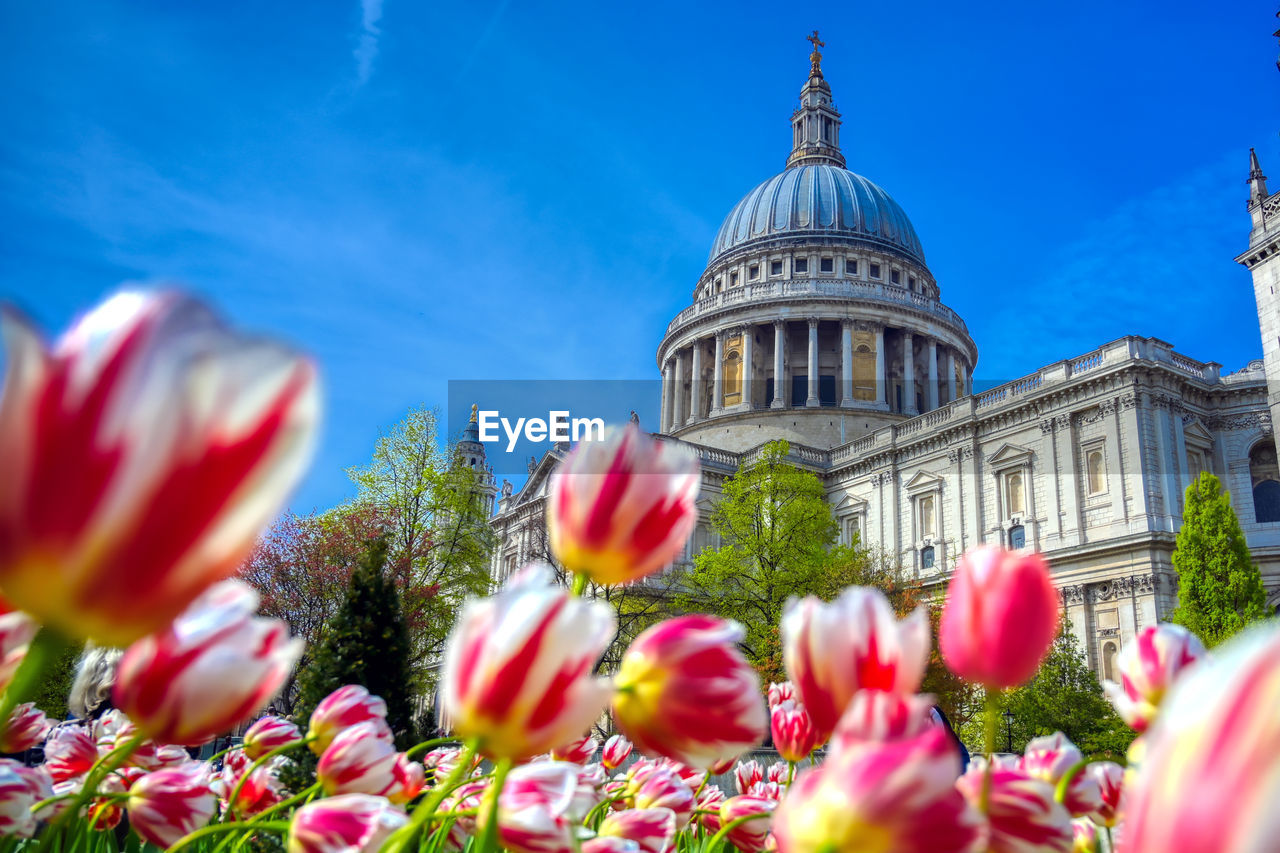 CLOSE-UP OF FRESH PINK FLOWERS IN CITY