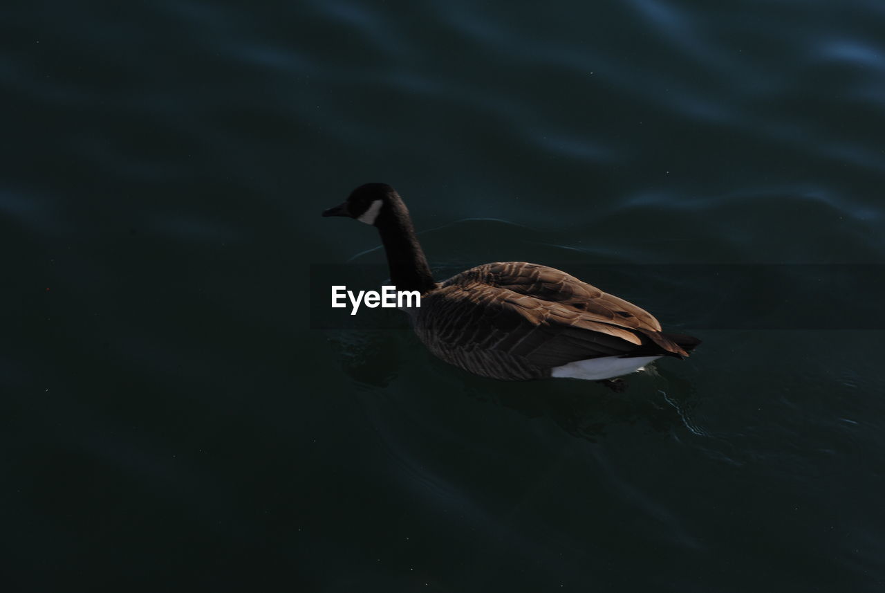 HIGH ANGLE VIEW OF A DUCK SWIMMING IN LAKE
