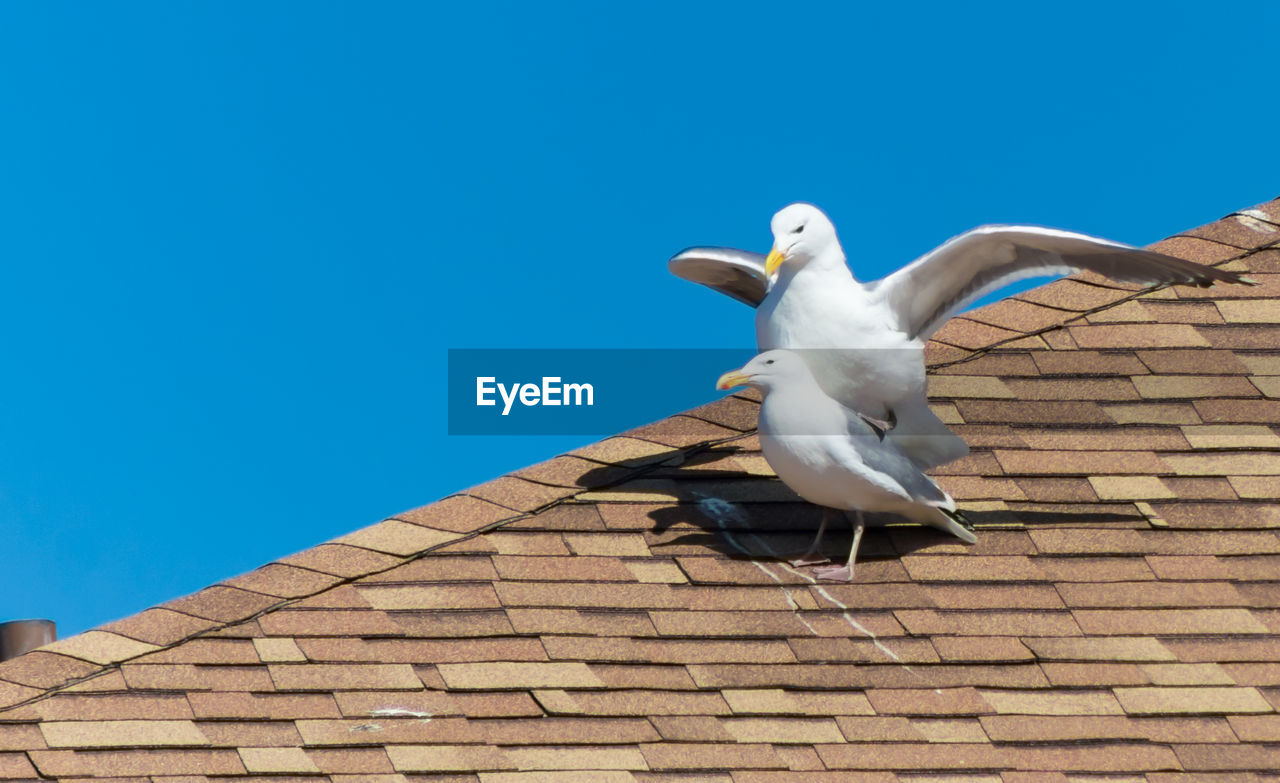 Seagulls on roof against clear blue sky